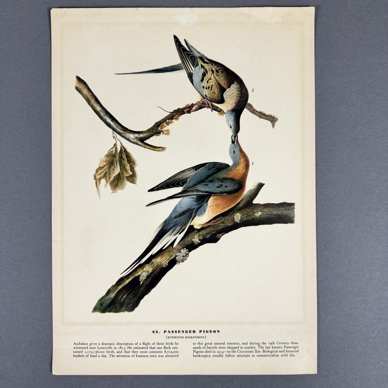 Vintage Bird Print Lot | 10 Audubon Style Plates Passenger Pigeon Crane gallery