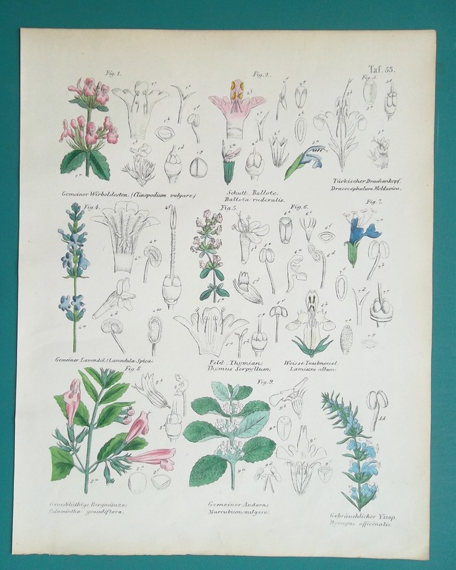 FLOWERS Plants Hoarhound Levander Dragonhead Hyssop Thyme etc – 1845 COLOR Print