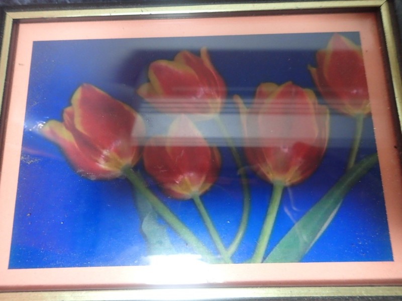 Variety Lot (3) Tulips Flower Photo Prints Wood Frames Contemporary Wall Decor gallery