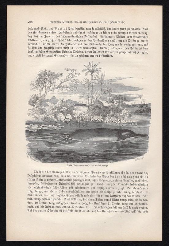 1877 Brehms Thierleben Wood Engraving Amazon River Dolphin Original Book Print gallery