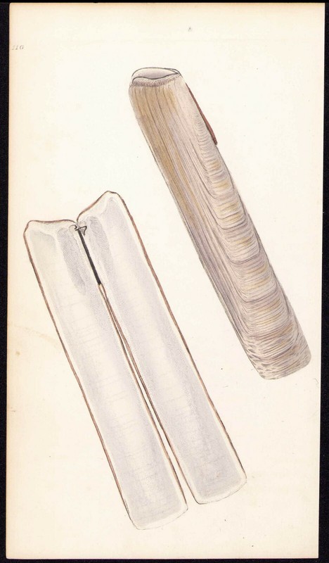 1800 Donovan History of British Shells Antique Print Marginated Razor Shell
