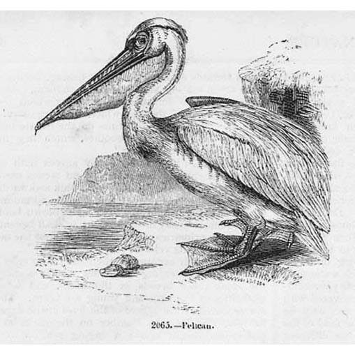 BIRDS Pelican - Antique Print 1856