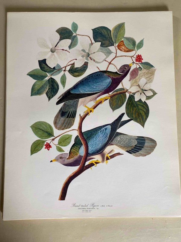 Vintage Audobon Band-Tailed Pigeon 14 x 17 High Quality Print- Great for Framing