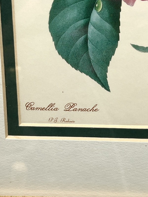 Beautiful Pierre-Joseph Redouté - Camelia Panache Camellia Japonica Framed Print gallery
