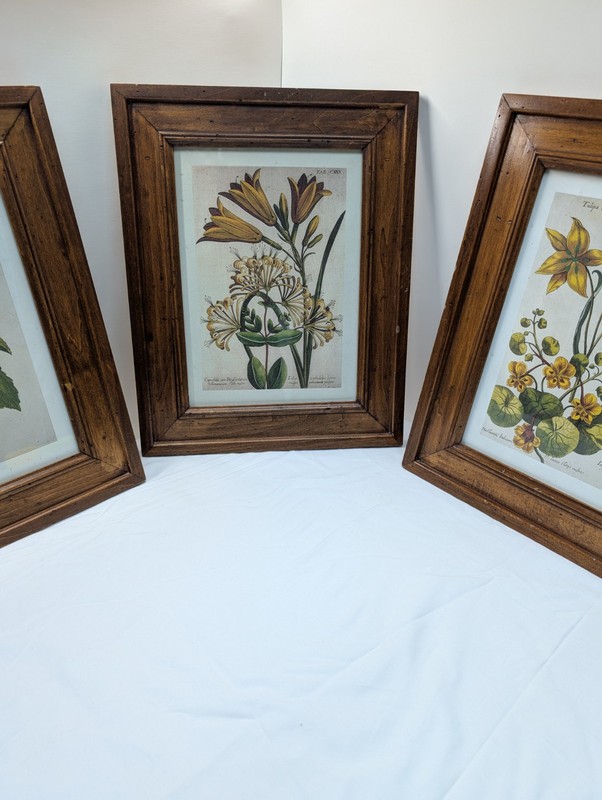 Soicher Marin,Johann Theodor De Bry, Set Of 3 Framed Prints