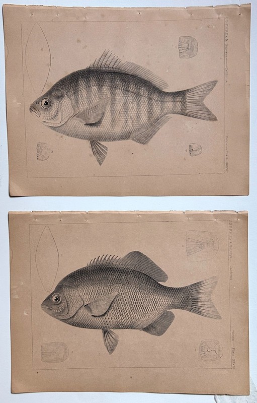 2 Antique 1859 Prints: California Fish, Reports of Explorations & Surveys 5