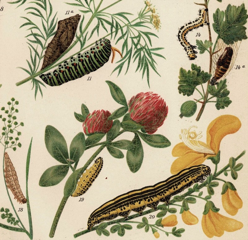 Caterpillars and Silkworms 2 antique Lithographs c. 1898 gallery