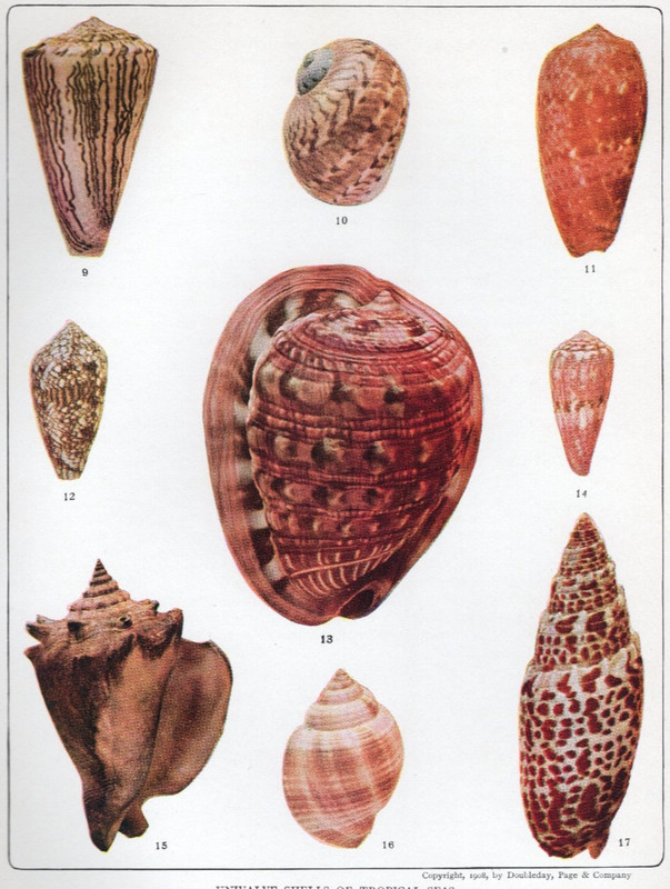 1942 Vintage Sea Shell Print Cone, Moon, Helmet Shells gallery