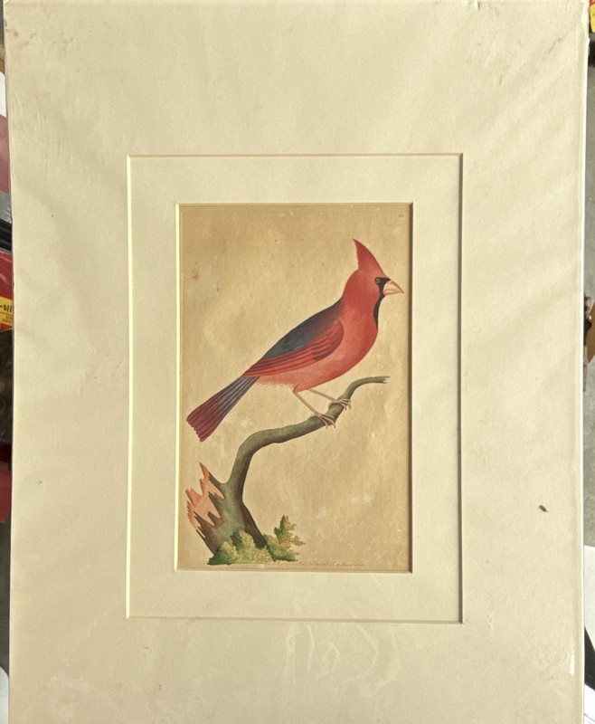 Shaw & Nodder 1795 The Cardinal Grosbeak Bird Art Print, Matted Portrait
