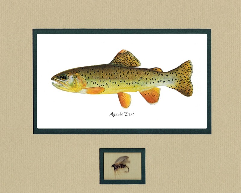 Arizona trout prints by Joseph Tomelleri matted with fly