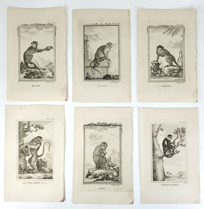 6 Antique Engravings ANDREW BELL 1726-1809 Natural History Monkey Series