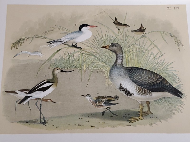 Goose/Tern Lithograph by Theodore Jasper / 1881, Studer's Birds of North America