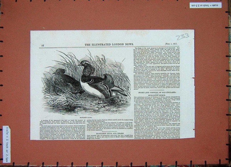 Original Old Antique Print 1851 Mandarin Duck Drake Birds Nature 19th