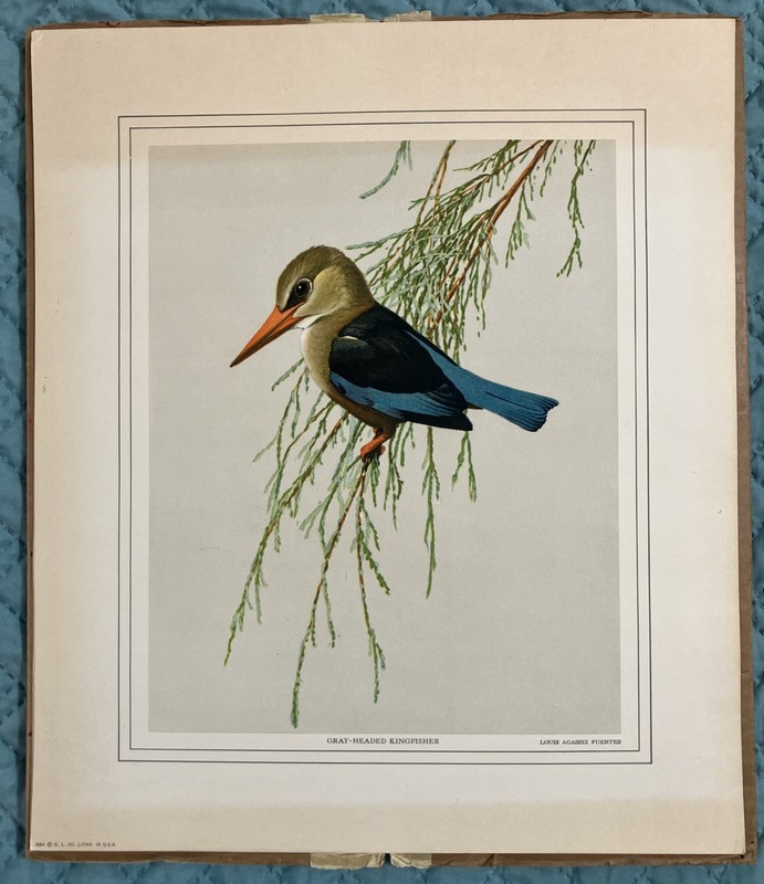 Louis Agassiz Fuertes Bird Prints Kite Kingfisher Shrike Grouse 1971 Stamp gallery