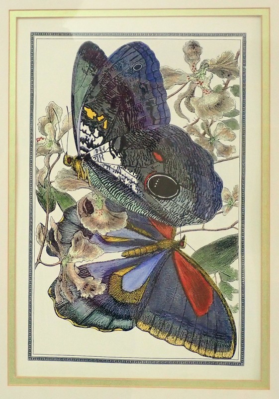 Jacques de Seve Butterfly Papillon Hand-Colored Engraving VIII 18th C