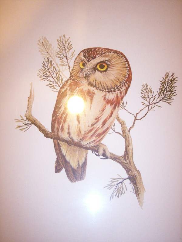 "SAW-WHET OWL" BY MORT SOLBERG 18" by 22" VINTAGE PRINT Haddads FINE ART 1980 gallery