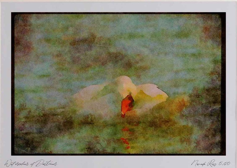 289091 Mute Swan, Preening Watercolour Picture Ltd Ed A4