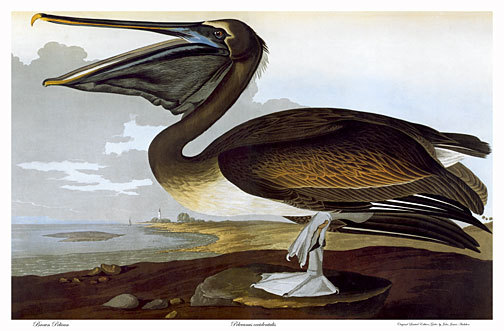 Audubon Brown Pelican 30x44 Art Print Audubon Edition Hand Numbered Edition