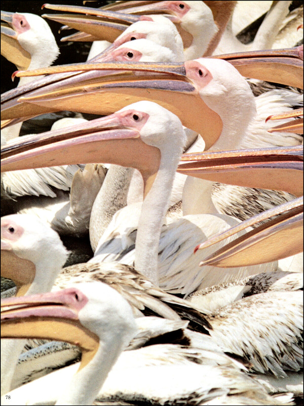 1976 Vintage Print White PELICANS Wild Birds Lake Edward Zaire Audubon Society