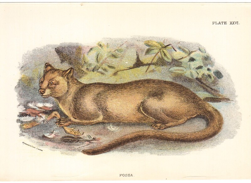 Carnivora – Fossa Ferret Cat – Colour Lithograph Original from 1896, approx. 12×18 cm