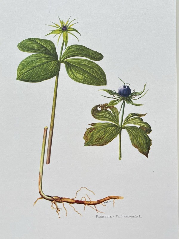 BOTANICAL PRINT PARISETTE PARIS QUADRIFOLIA