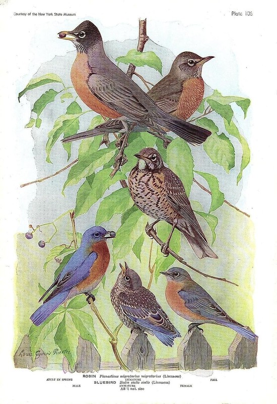 1936 Vintage FUERTES BIRDS #106 «BLUEBIRD, ROBIN» LOVELY Color Plate Lithograph
