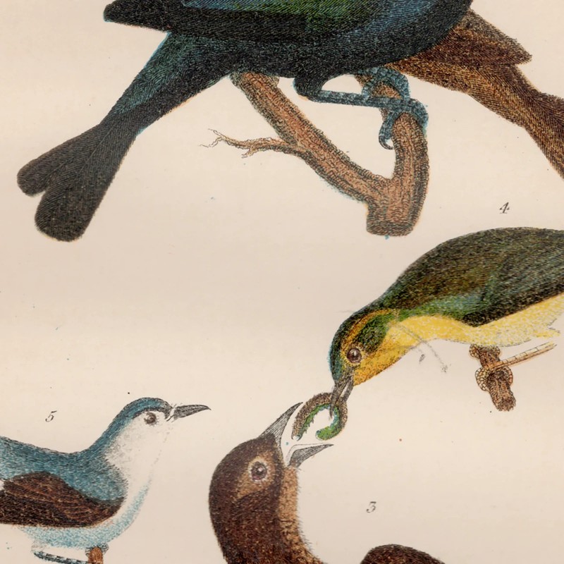Wilson antique bird print 1876 hand-colored engraving 18 Cow Bunting, Flycatcher gallery