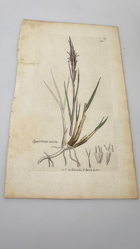 Sowerby 1797 SPARTINA STRICTA Botanical Hand Colored Plate 380 Print