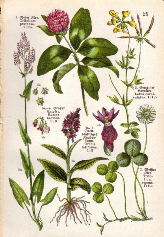 1923 Tiny Botanical Print Salam Panja Orchid, White & Red Clover, etc gallery