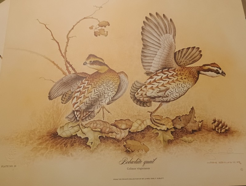 Jim Oliver Print, Bob White Quail, signed and numbered
