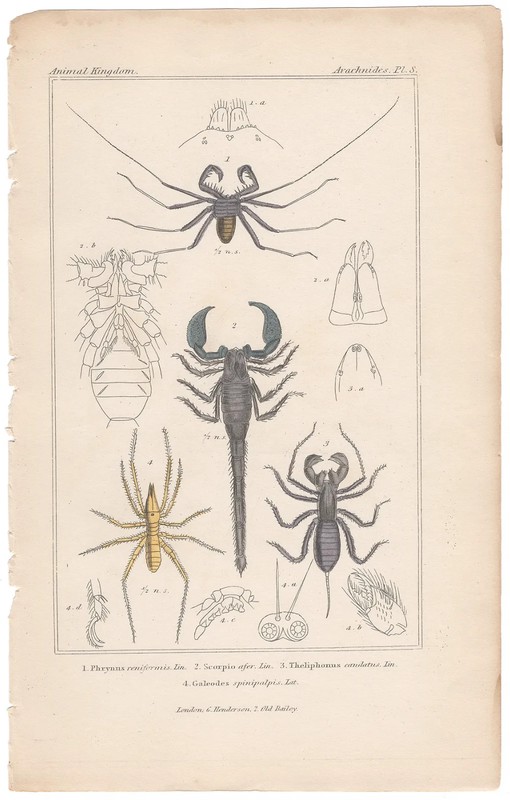Cuvier Animal Kingdom antique engraving 1837 Insect print 8 Whip Spider