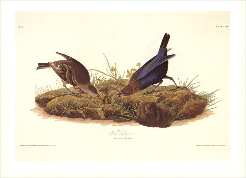 1997 Vintage Print Brown Headed Cowbird Bunting Bird Illustration Image Audubon