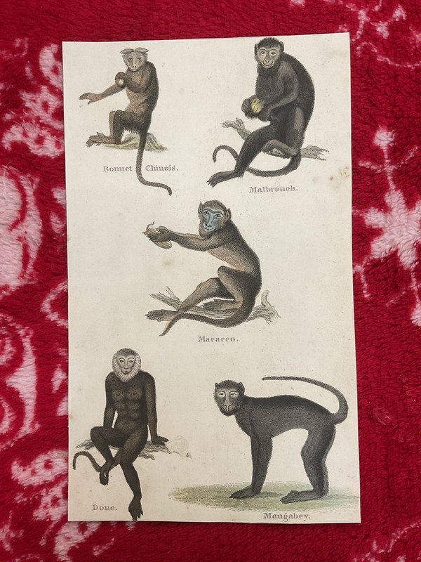 Jacques de Sève , Rsre Genuine Antique Tinted Copperplate Print , Monkeys Apes