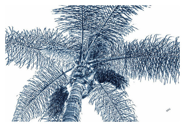 Looking Up At Palm Tree, 12″x16″, Fine Art Museum Quality Print Blue