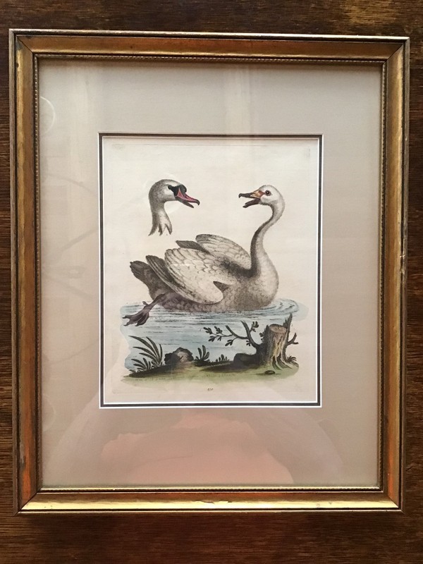 Newly framed antique hand-colored print by Edwards