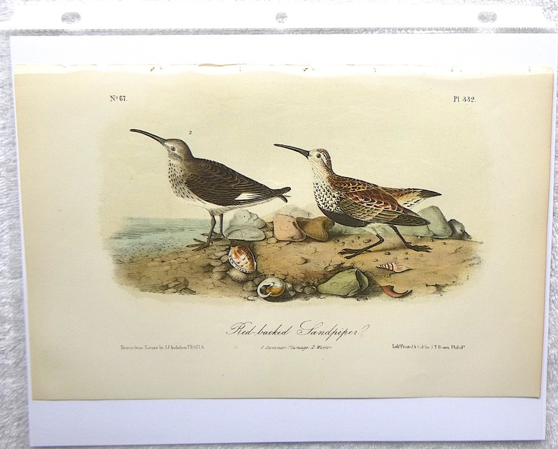 Audubon 3rd ed Octavo RED BACKED SANDPIPER 1859 original plate 332 gallery
