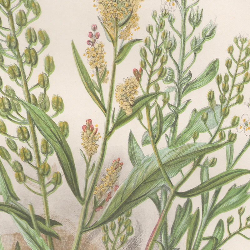 Antique 1860 Anne Pratt botanical print Flowering Plants 16 Pepper Wort gallery