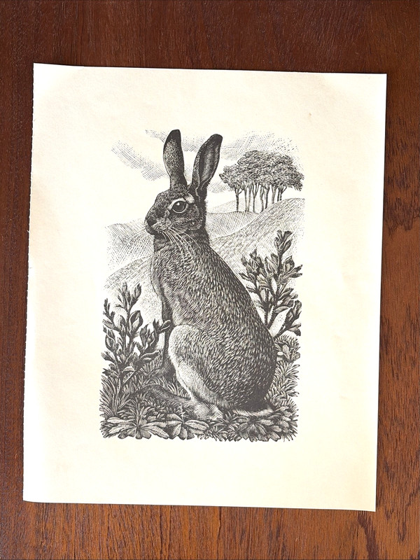 Vintage Wood Engraving Print Rabbit, Hare C F TUNNICLIFFE 1949