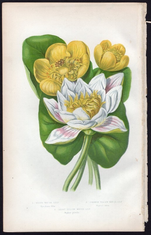 c1860’s Anne Pratt Antique Color Print Water Lilies – Nymphaea, Nuphur, Nuphar