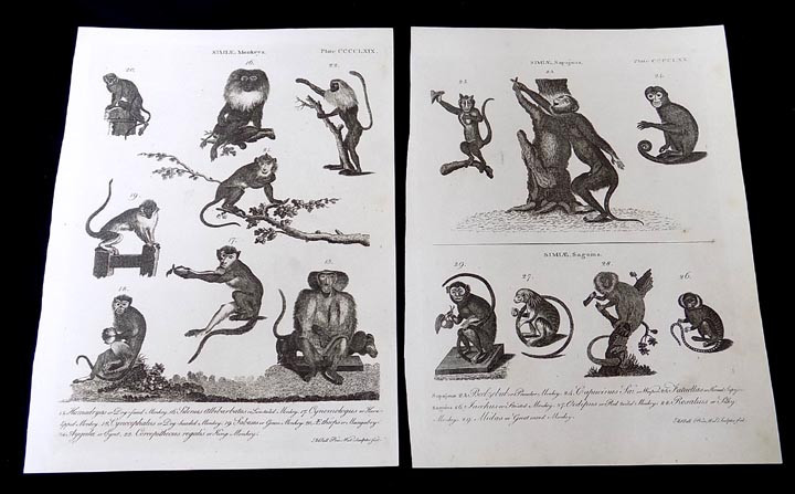 2 Antique Book Plates Monkey Species Andrew Bell 1726-1809