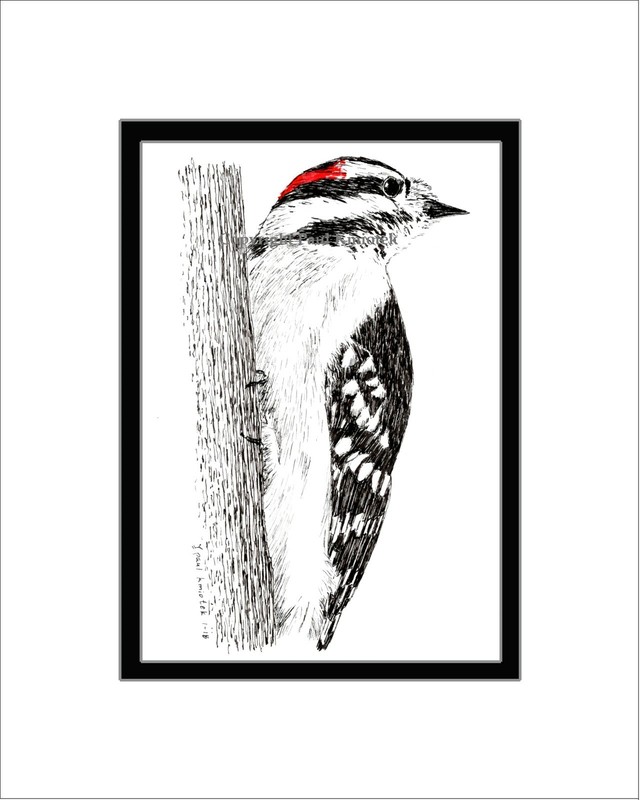Downy Woodpecker, Note Card, Pen and Ink, Matted