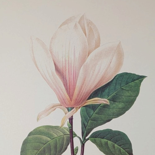 Vintage Magnolia Soulangiana White Flower Botanical Print Redouté Bookplate 77