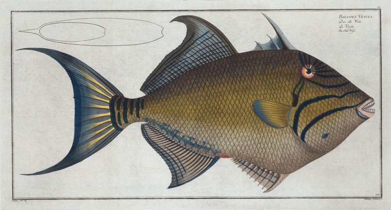 Marcus Bloch 1785 – Plate 150 Balistes Vetula Old Wife Triggerfish 13×19 Repro