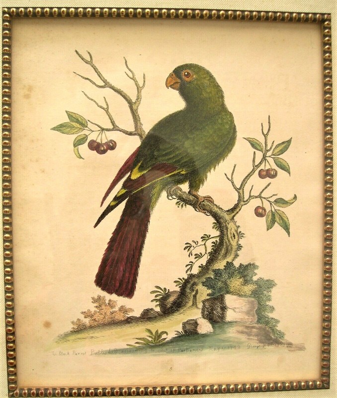 2 George Edwards Antique Parrot Prints: Bird Prints: London, 1742 & 1761 gallery