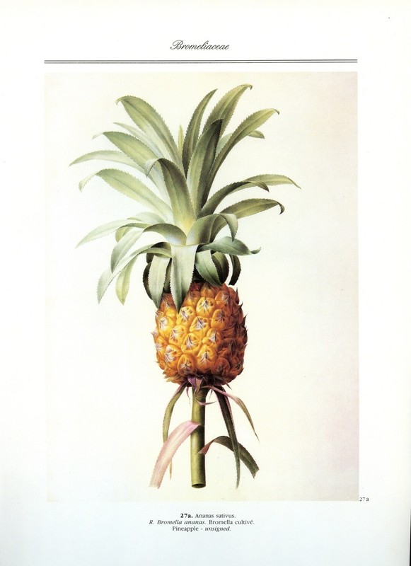 Pineapple, Redoute botanical print, 1986 offset lithograph gallery