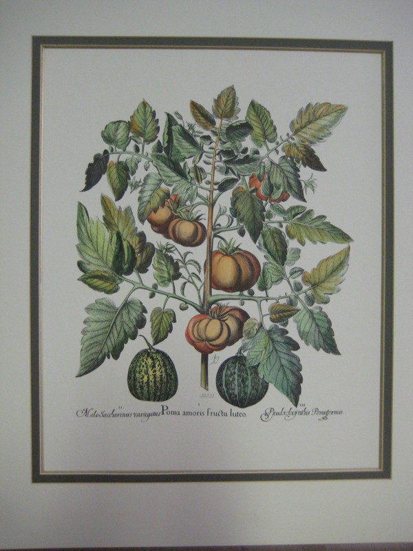 Vintage Tomatoes & Melons «Hortus Eystettensis» Basil Besler Etching Print