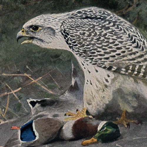 Gyrfalcon With Duck Prey Dramatic Arctic Hunting Falcon Antique Print 1911