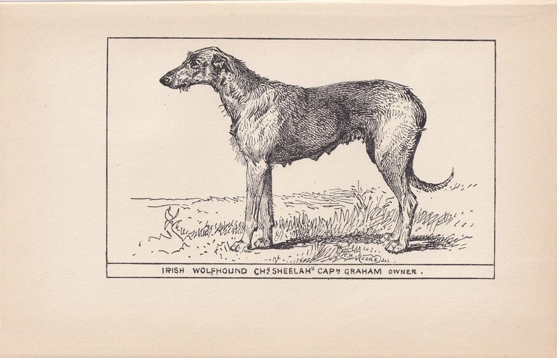 1900 IRISH WOLFHOUND DOG Print – Antique – R. H. Moore – Gift – 8.6 x 5.6 Inches