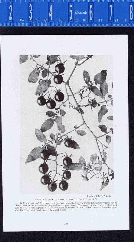 Wild-Cherry Tomato of the Urubamba Valley, Peru- 1916 Illustration