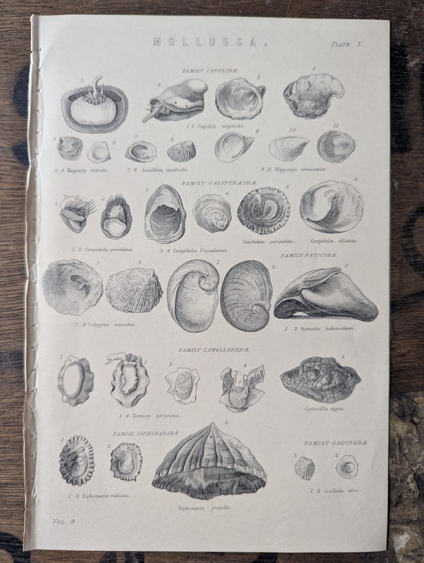 Antique Natural History Prints Conchology Shells Geology Fossil Mineral Art Lot gallery